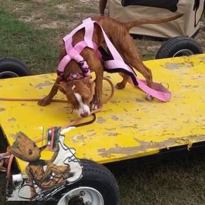 Meet your Posher, Rachel